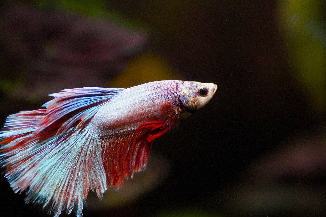 Acquario d'acqua dolce con pesci tropicali