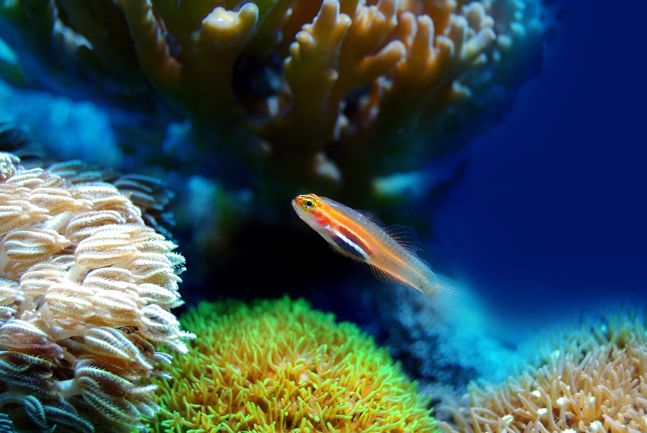 Acquario marino con coralli colorati