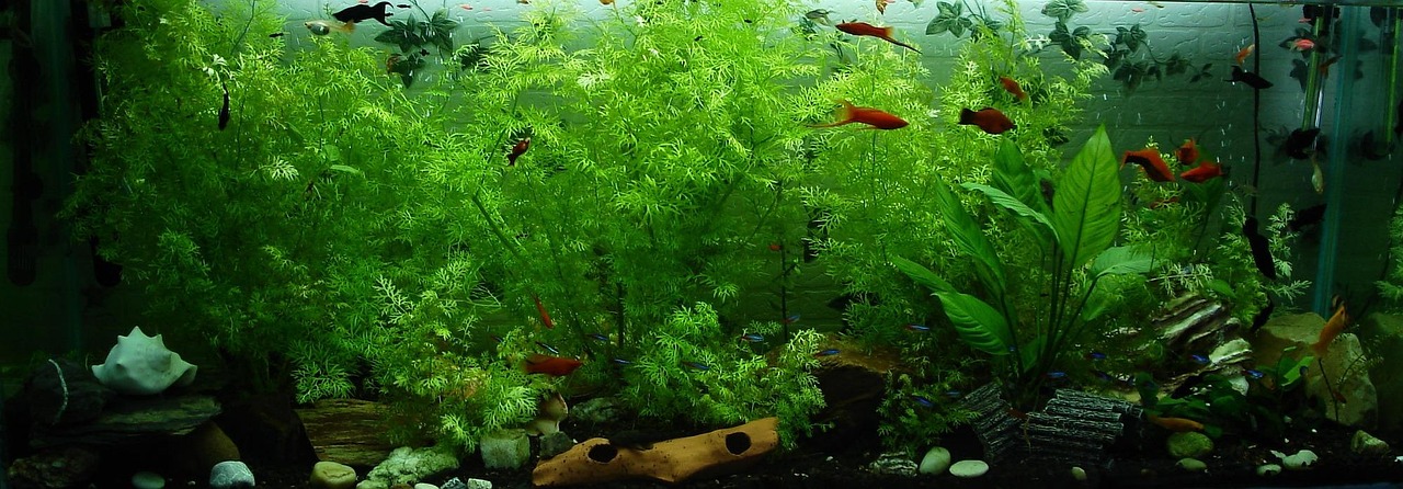Biosfera acquatica chiusa con gamberetti e piante