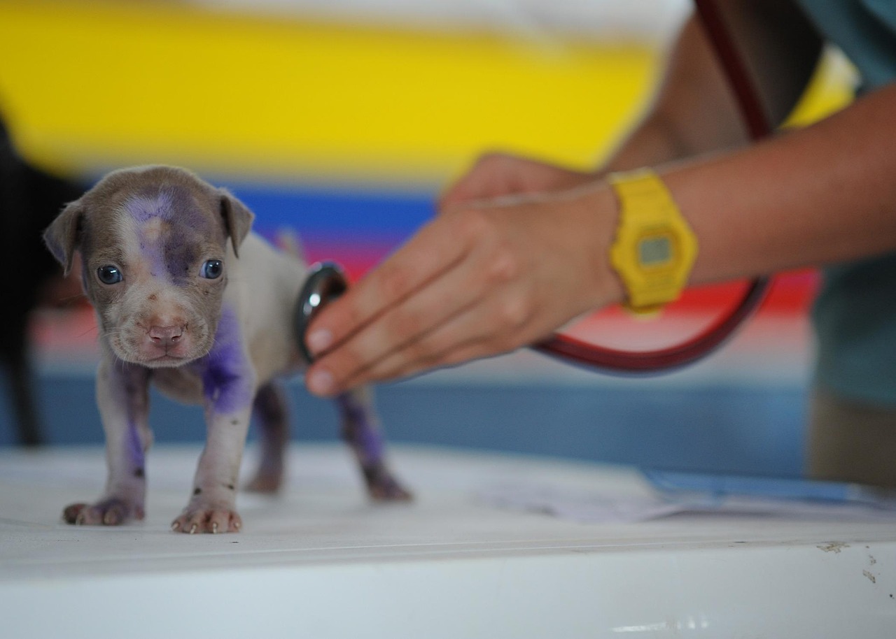 Antiparassitari spot on e collari per cani e gatti: Frontline, Seresto, Bravecto