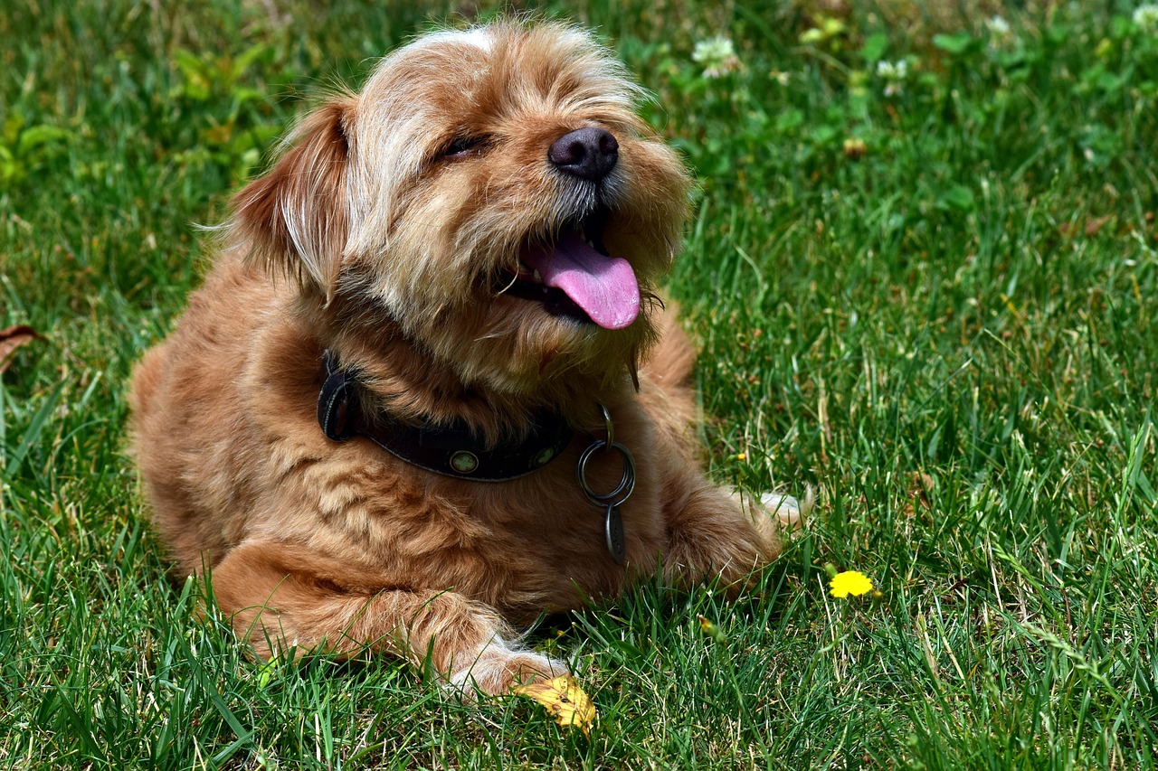 Cane che ansima con la lingua fuori