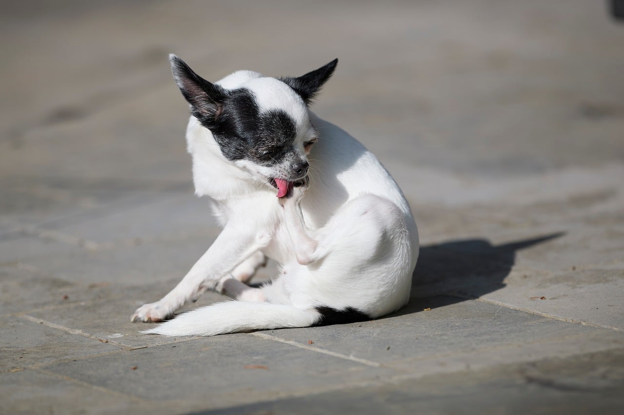 Cane che si lecca le zampe con attenzione