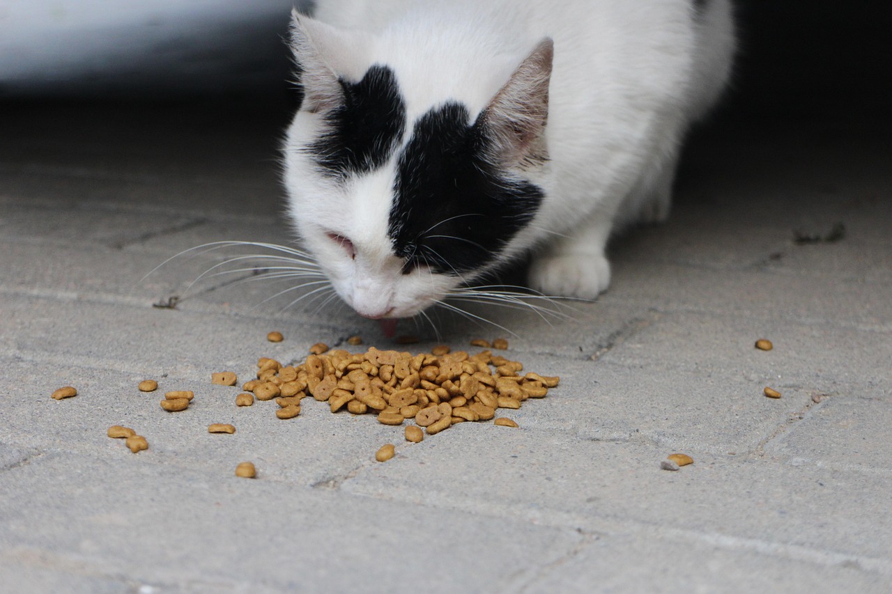 Ciotola di cibo umido per gatti con varietà di gusti