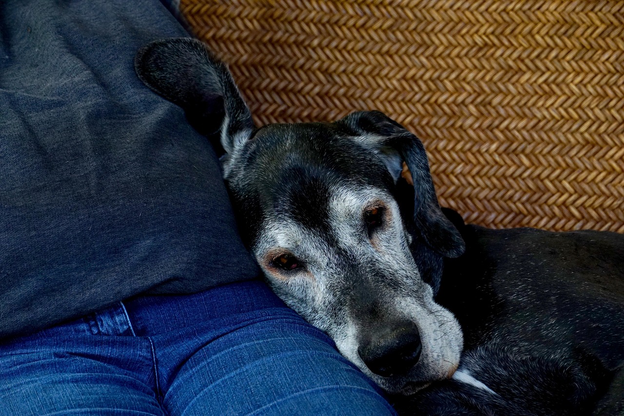 Cane anziano sdraiato su cuccia ortopedica