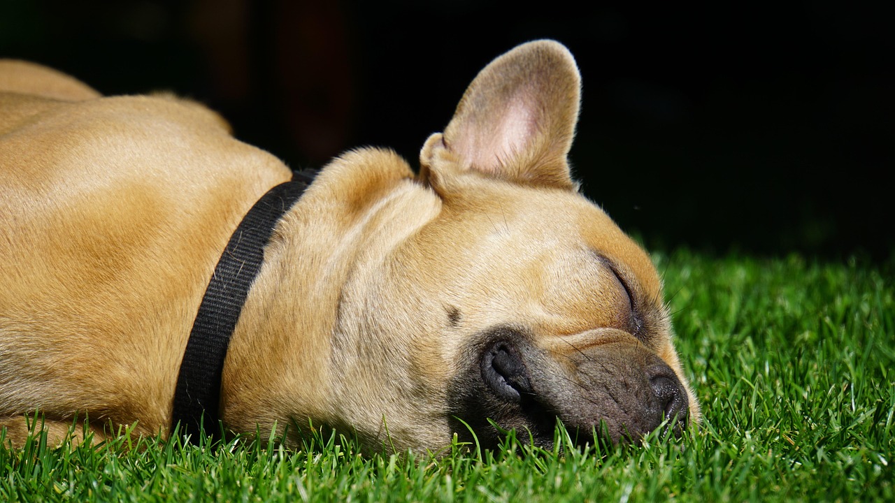 Cane che mostra segni di malessere con le zampe