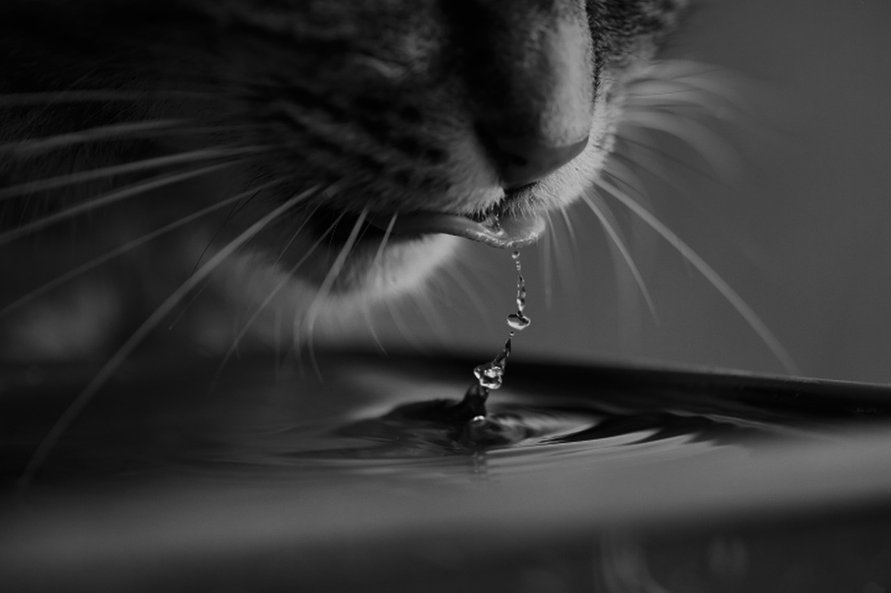 Fontanella acqua automatica per gatti con filtro a carbone