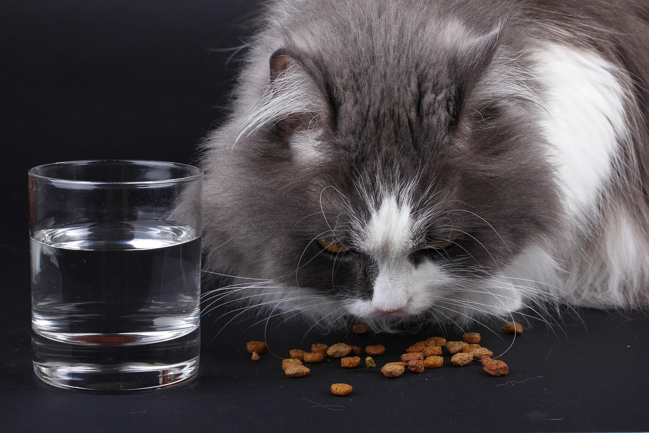 Gatto domestico che mangia cibo secco di qualità da una ciotola
