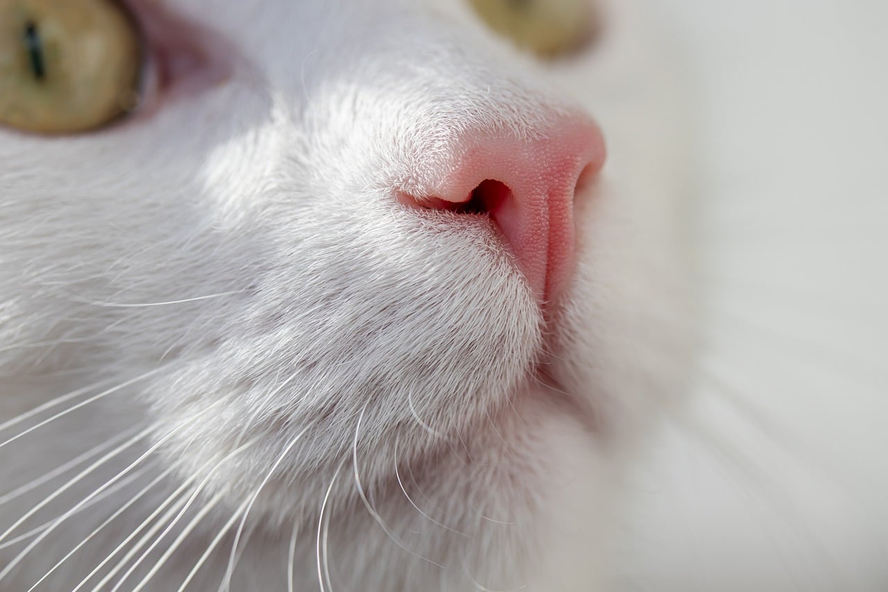 Gatto felice che fa le fusa