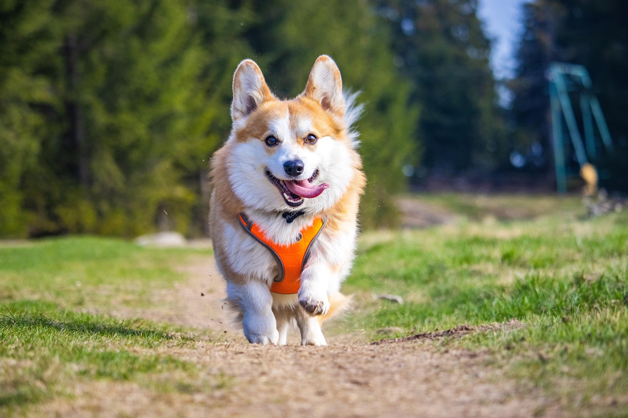 Cane felice con pettorina durante passeggiata all'aperto