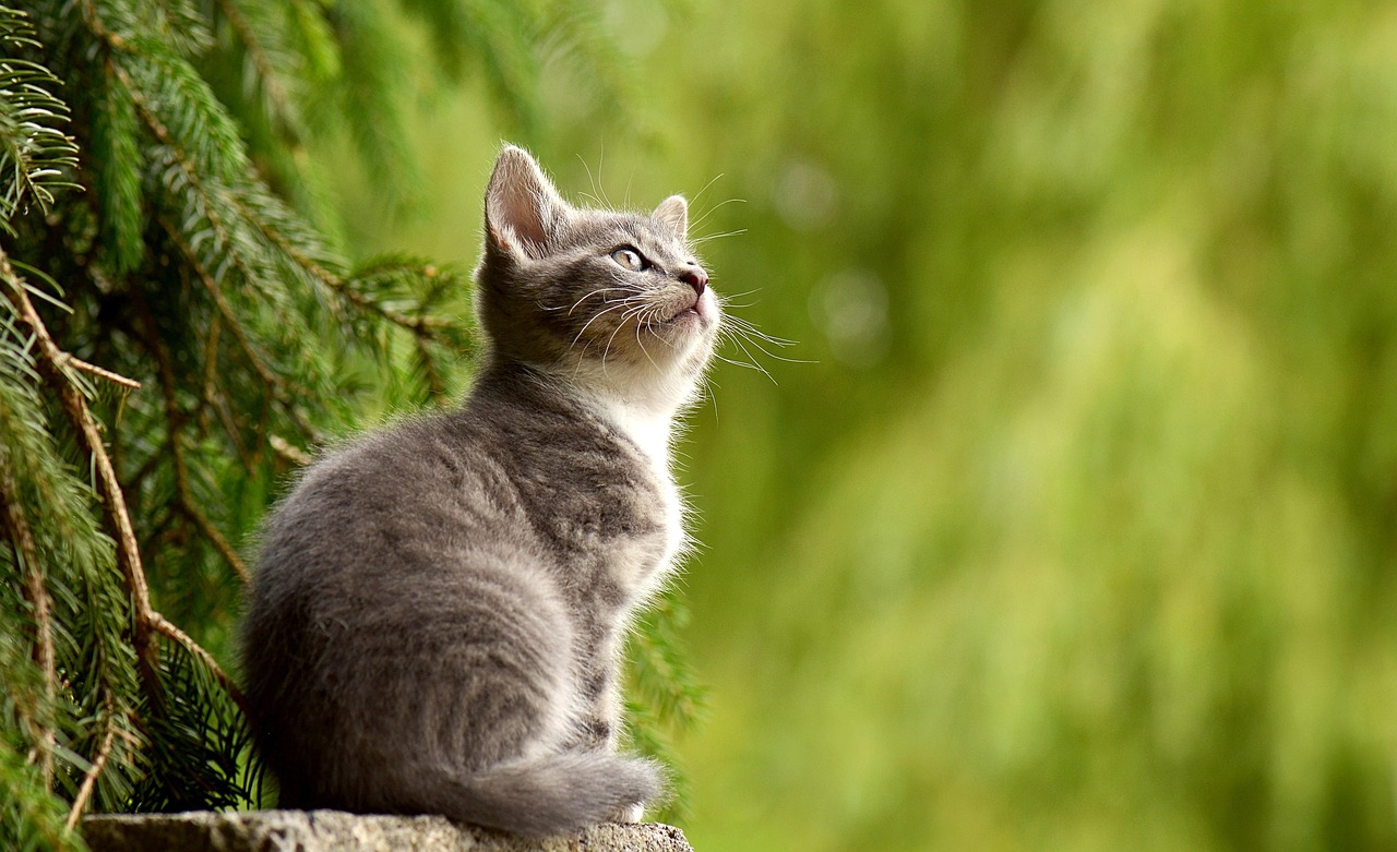 Gatto domestico in casa accogliente