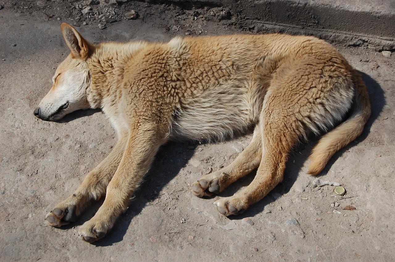 Cane anziano che riposa su cuccia morbida