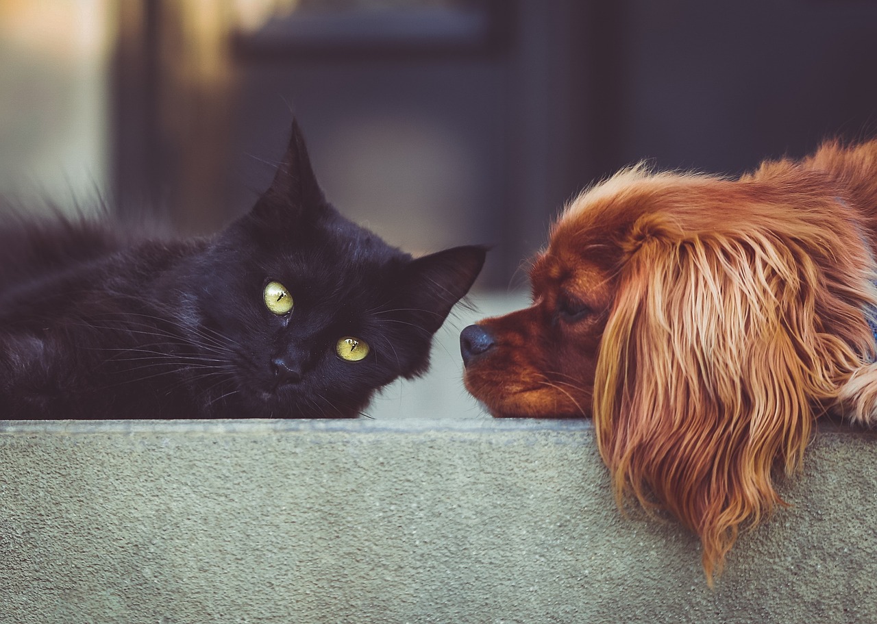 Cane e gatto su tappetini refrigeranti durante estate