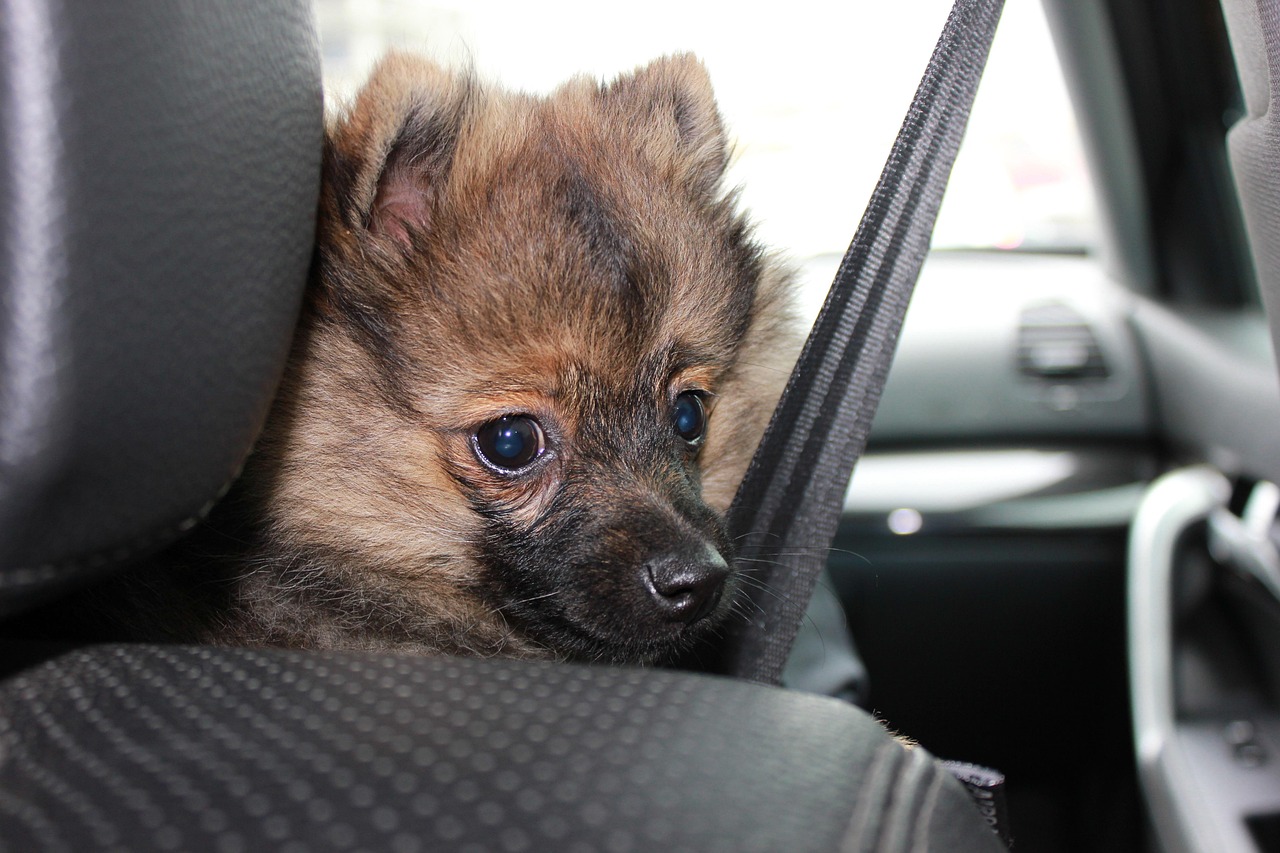 Trasportino per cani in auto con cintura di sicurezza